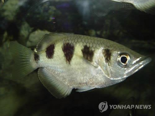 고기가 이미지