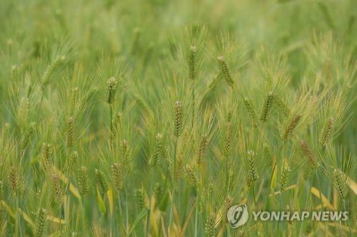 보리 이미지