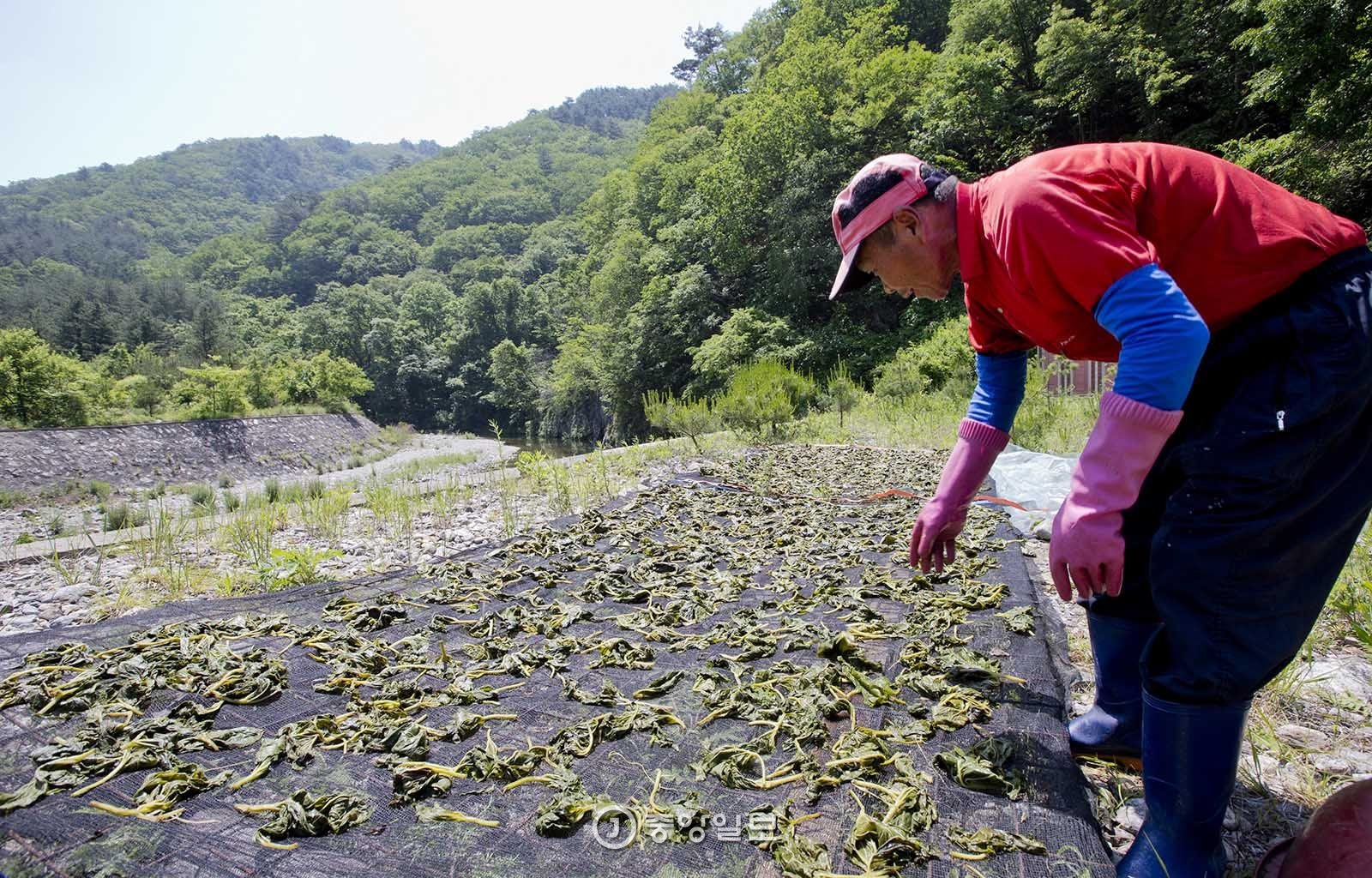 아침가리의 촌로가 삶은 곰취를 말리는 모습.