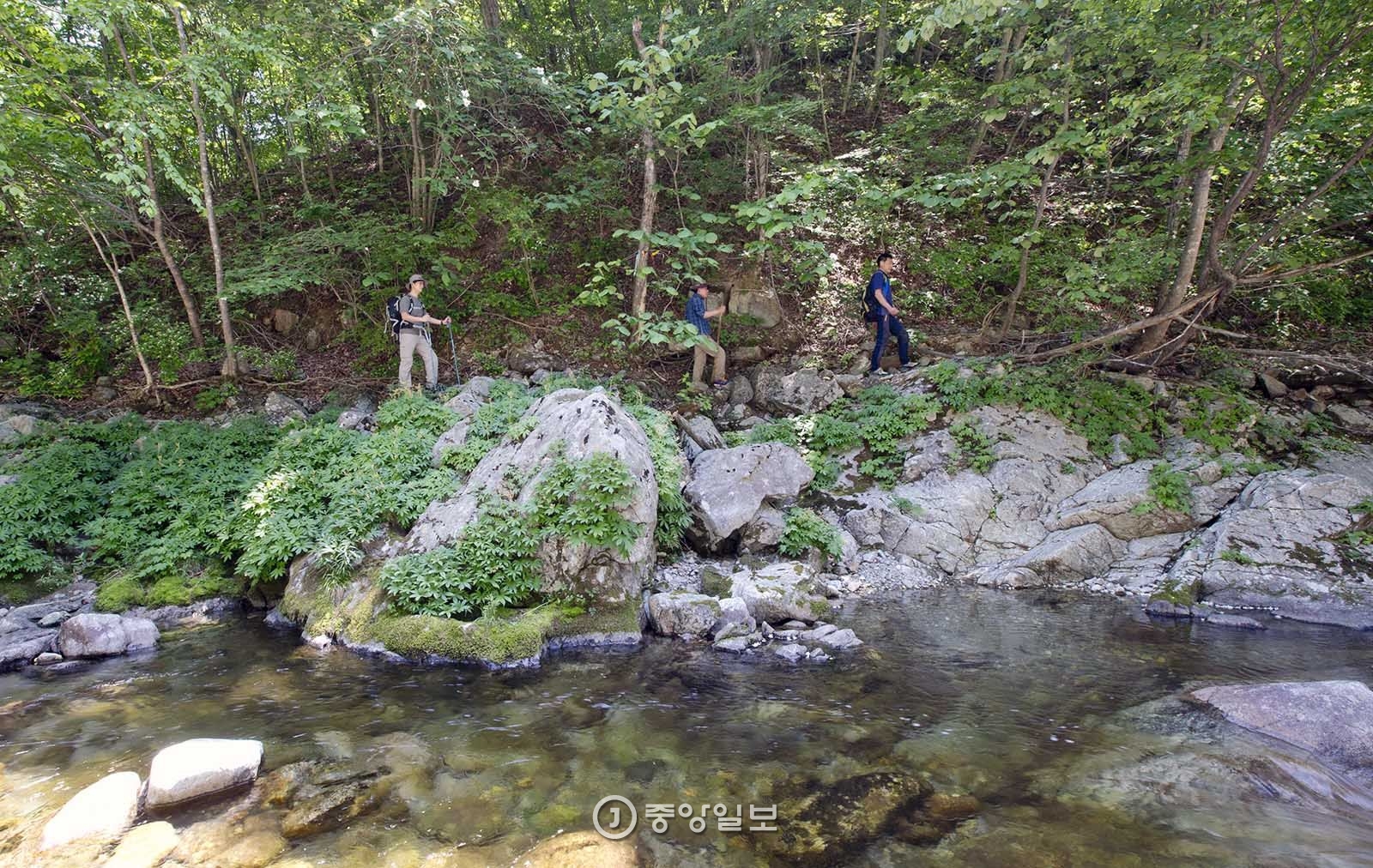 시원한 계곡물과 원시림을 벗삼아 걷는 아침가리 계곡.