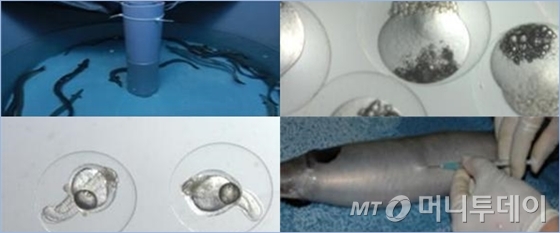 뱀장어 연구 진행과정 / 사진제공=해양수산부, 국립수산과학원