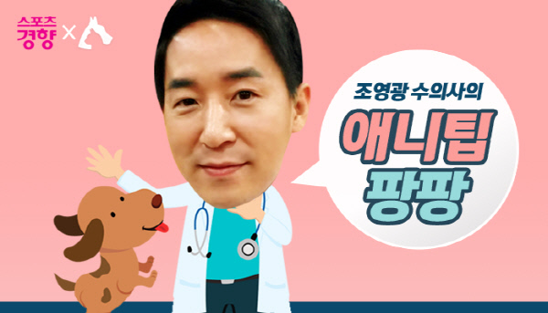 애니팡팡 이미지