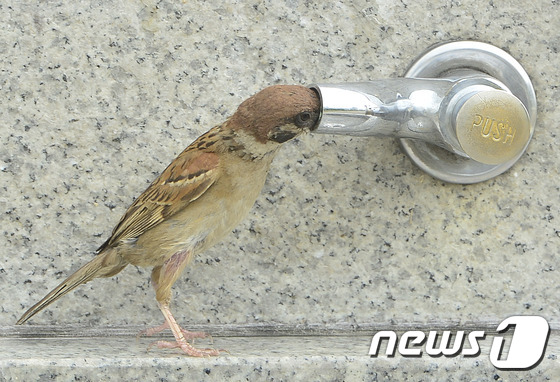 참새 이미지