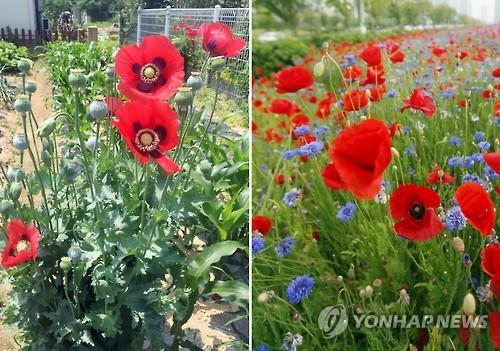 양귀비(왼쪽)과 꽃양귀비(오른쪽) [연합뉴스 자료사진]