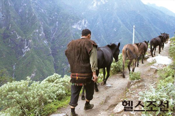 [헬스조선]차마고도 무역의 주요 대상이던 말이 지금은 여행자와 짐을 나르는 수단으로 이용된다