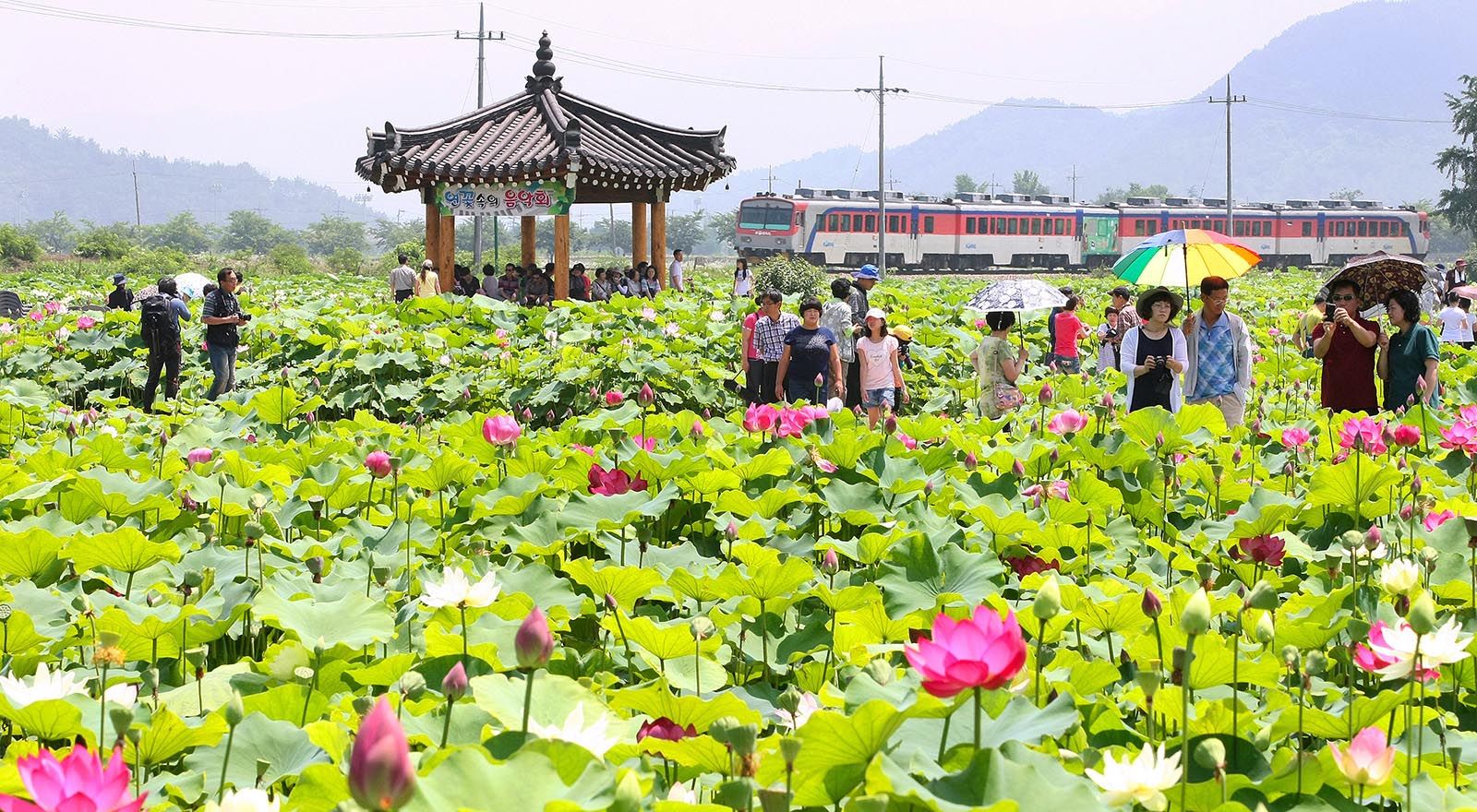 경주 월지 주변에 있는 연꽃단지.