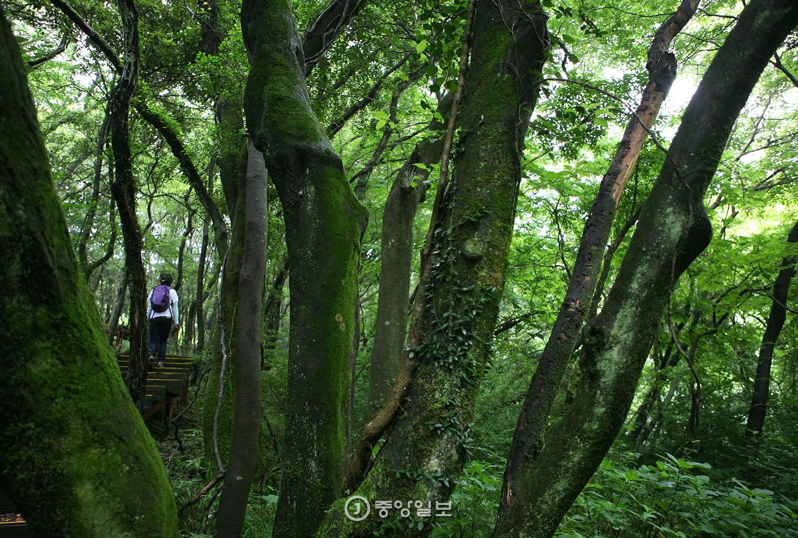 거문오름 분화구 안 풍경. 깊은 숲이서 어둡다. 마침 비 내린 다음날이어서 초록색이 번져 보인다. 곶자왈의 나무는 이렇게 서로 엉켜서 산다.