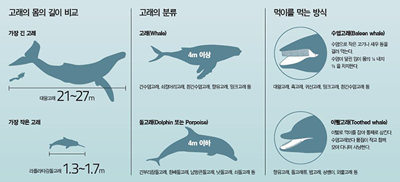 아가미 이미지