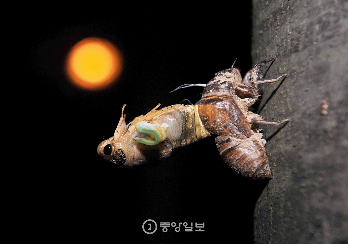[서소문 사진관] 7년의 기다림..매미는 울고싶다 - 중앙일보
