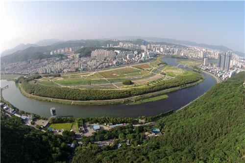 도심 속 태화강. 강 안쪽으로 6km정도 이어진 녹색 공간이 모두 대나무 숲이다.