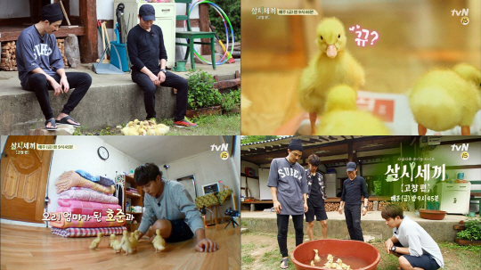 삼시세끼 이미지