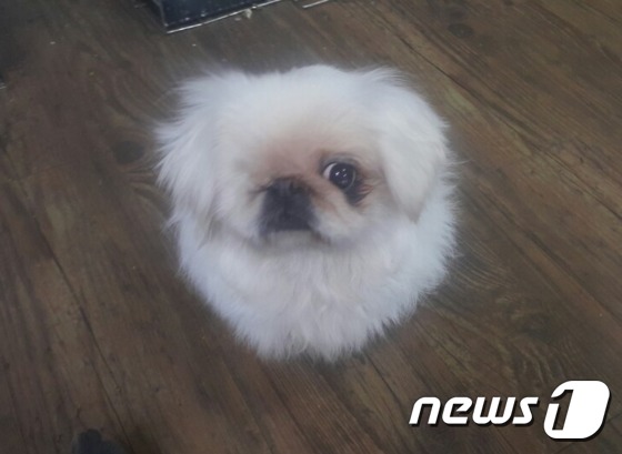 별이 이미지