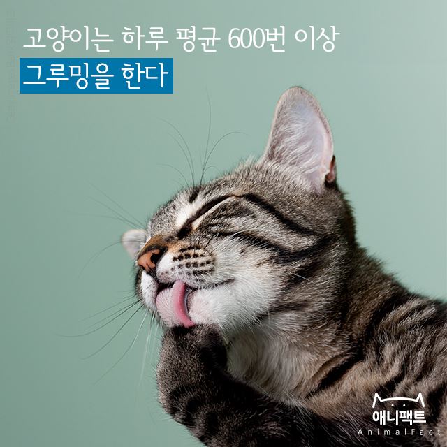 그루밍 이미지