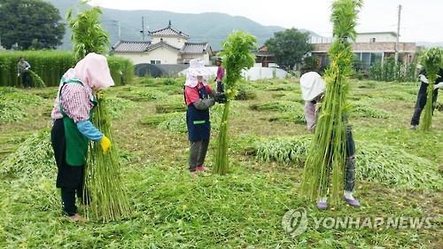 야생대마 넣은 음식 먹고 5명 어지럼증..병원서 치료 - 연합뉴스