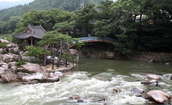한신흑염소 이미지