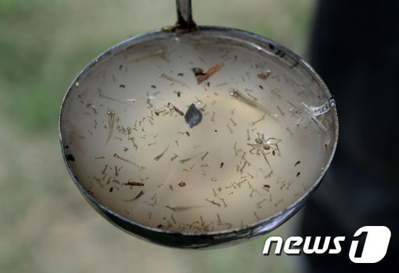 일본서 11년 만에 뎅기열 사망자 발생 - 뉴스1