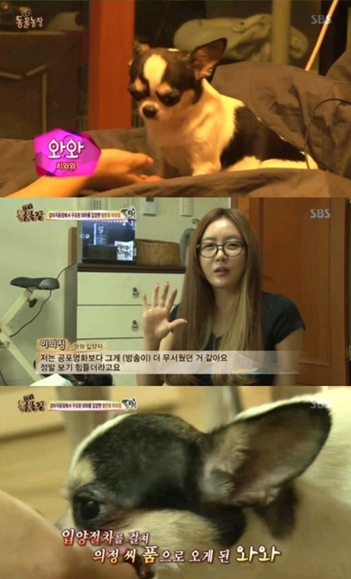 동물농장 이미지
