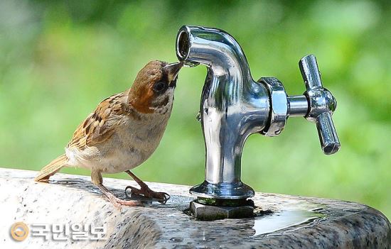 참새 이미지