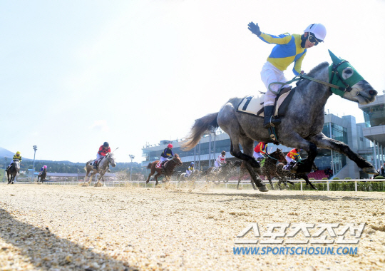 >경마<제주마 모의경주, 14일 서울서 시행