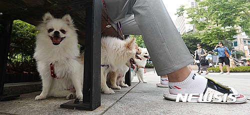 강아지도 '태양이 싫어' - 뉴시스
