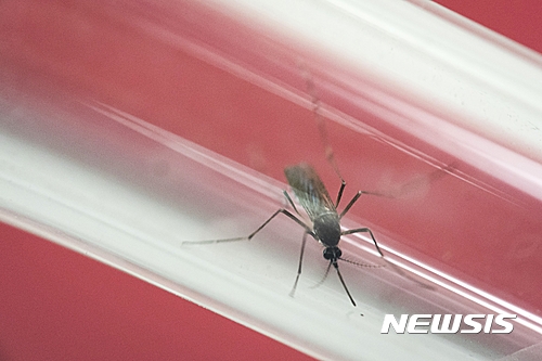 지카 확산 푸에르토리코에 공중보건 비상사태 선포돼 - 뉴시스