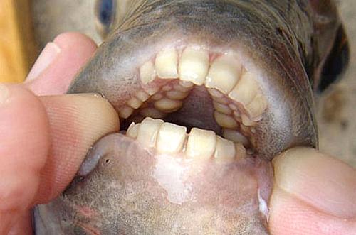 【서울=뉴시스】미국 미시간 주(州)의 한 호수에서 발견된 피라냐 근연종 '파쿠'(Pacu). 영국 인디펜던트는 12일(현지시간) 호숫가에서 낚시를 하던 사람들이 이 물고기를 뭍으로 끌어올렸다고 보도했다. (사진 출처 = 영국 인디펜던트) 2016.08.12.