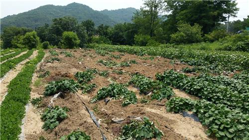 ������� �����ĳ��� ���� ��������