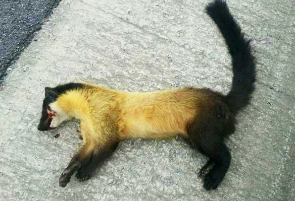 담비 이미지