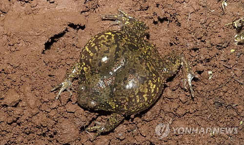맹꽁이 이미지