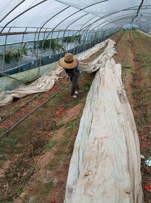 ⓒPanhnha 제공 충남 논산시의 한 딸기 농장에서 이주노동자가 폐비닐 교체 작업을 하고 있다.