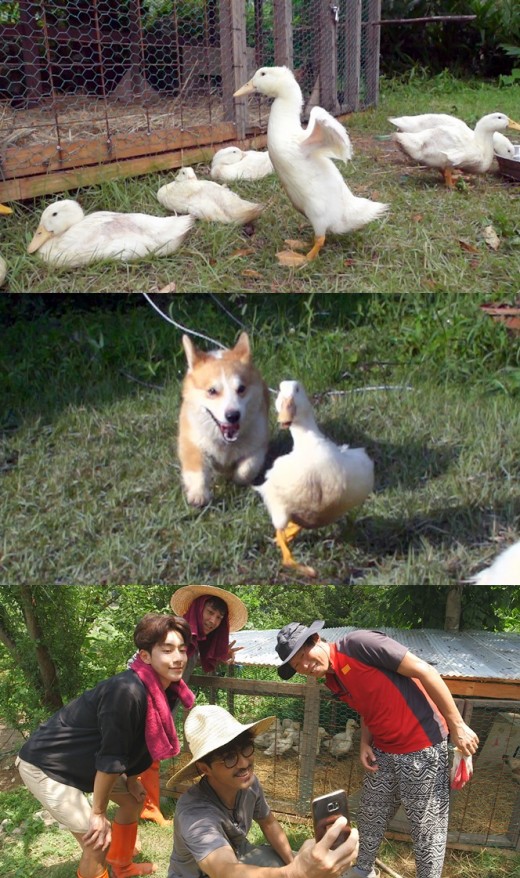 다 오리 이미지