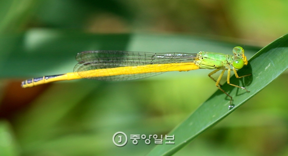 잠자리 이미지