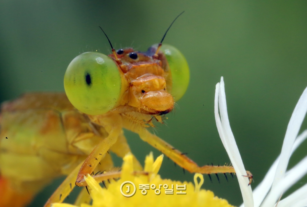 잠자리 이미지