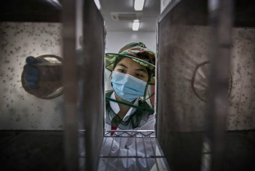 中 '모기공장'..매주 200만 마리 모기 방출 - 세계일보