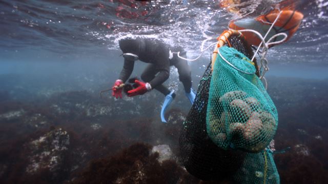 '제주 해녀'를 세계유산 만든다
