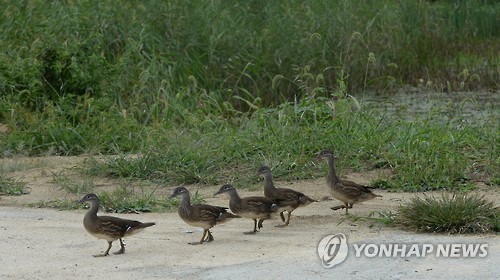 청둥오리 이미지