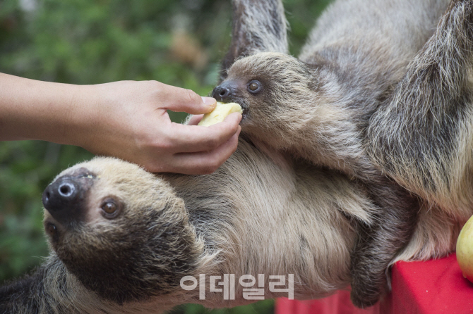 나무늘보 이미지
