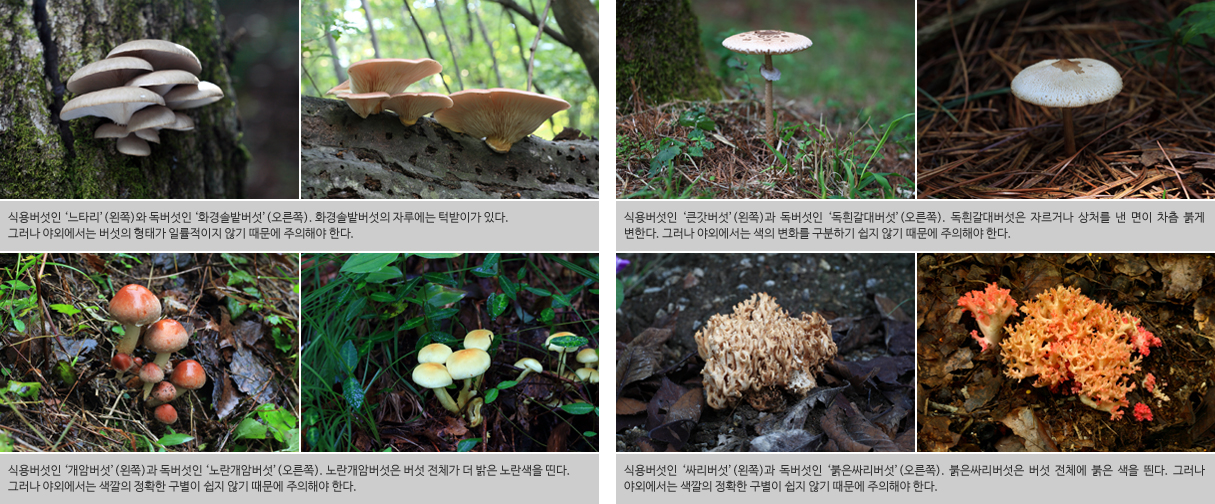 독버섯 이미지