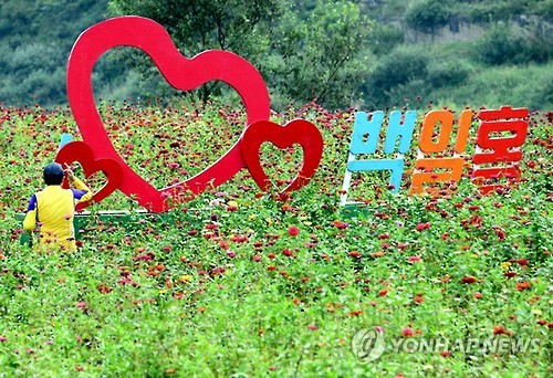 백일홍네일 이미지