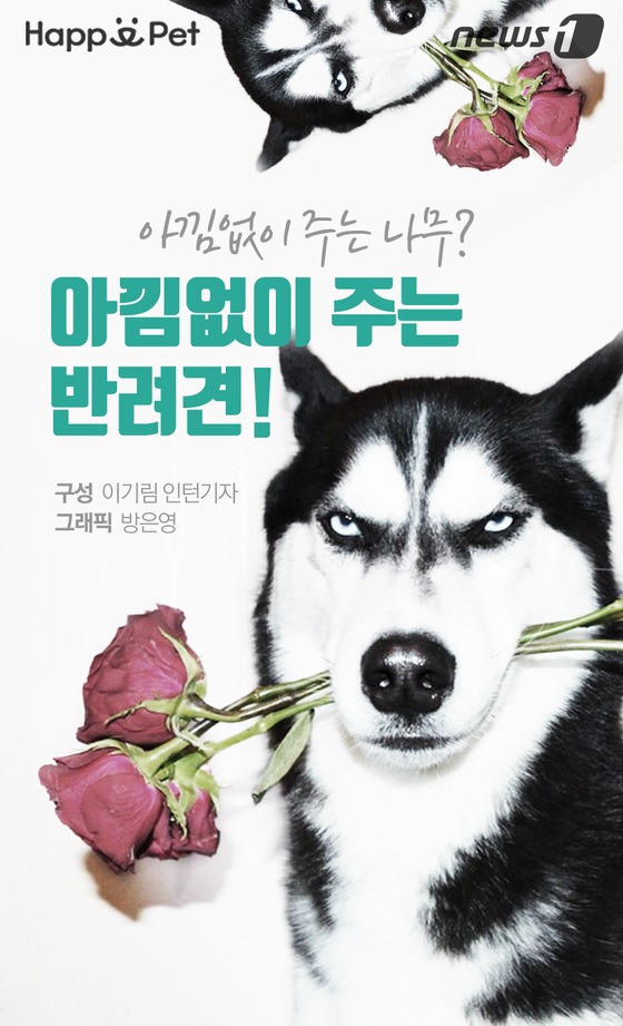 스타견 이미지