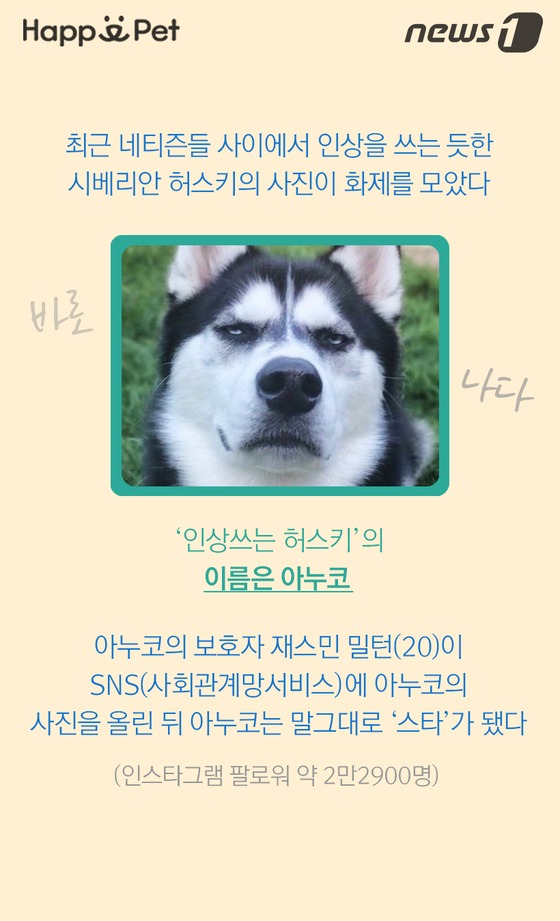 스타견 이미지