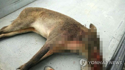 교동멧돼지 이미지