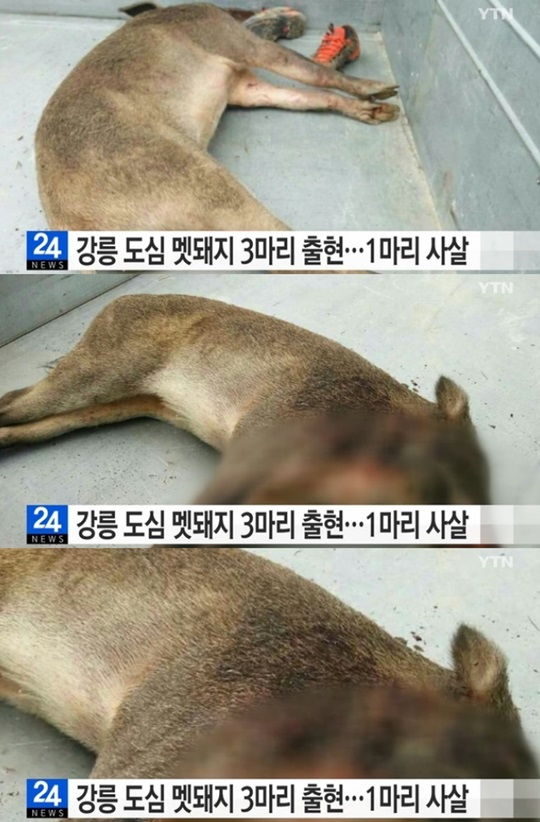 교동멧돼지 이미지