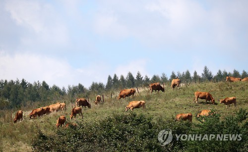 대관령초원 이미지