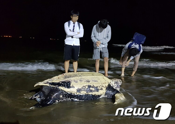 포항에서 발견된 대형 바다거북 - 뉴스1