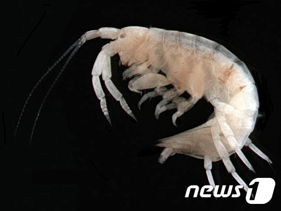 독도에서 서식이 확인된 곧은손 참옆새우류© News1