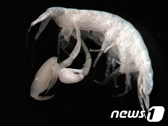 한손옆 새우류© News1
