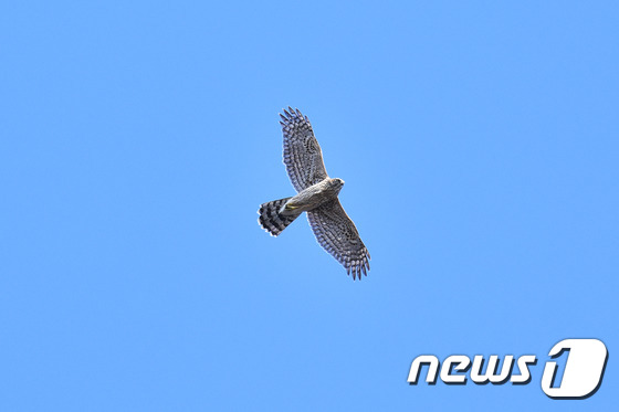 참매© News1