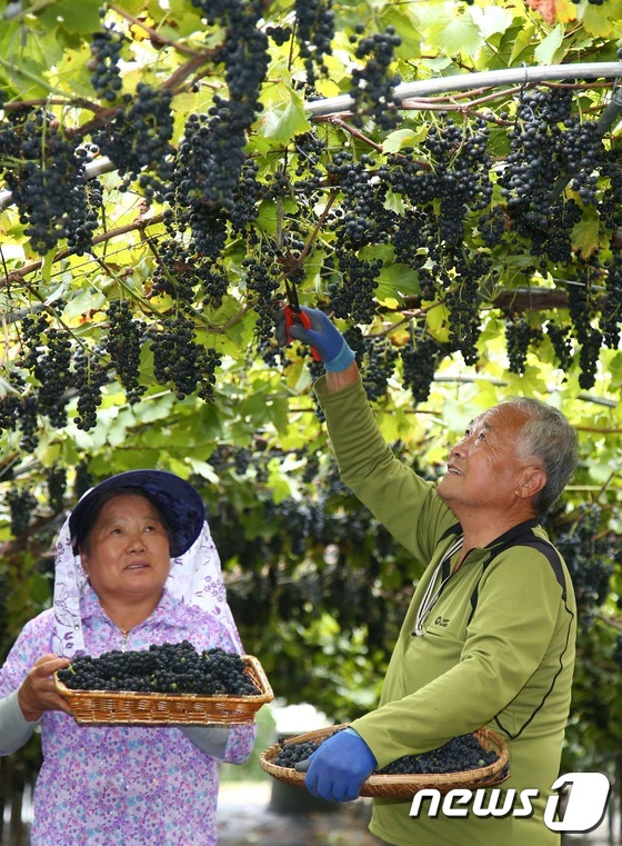 산머루 이미지