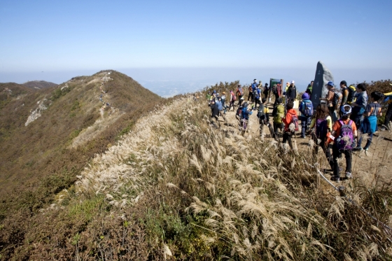 충남 보령시 오서산 정상의 억새. /사진제공=한국관광공사